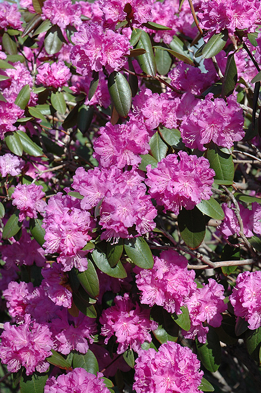 P.J.M. Rhododendron (Rhododendron 'P.J.M.') at Meadows Farms Nurseries