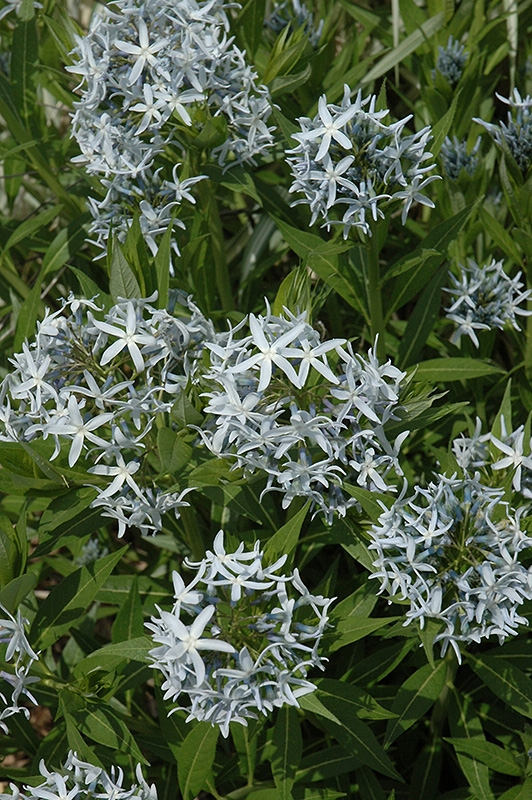 Blue Star Flower (Amsonia tabernaemontana) at Meadows Farms Nurseries