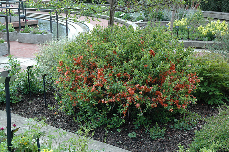 Japanese Flowering Quince (Chaenomeles japonica) at Meadows Farms Nurseries