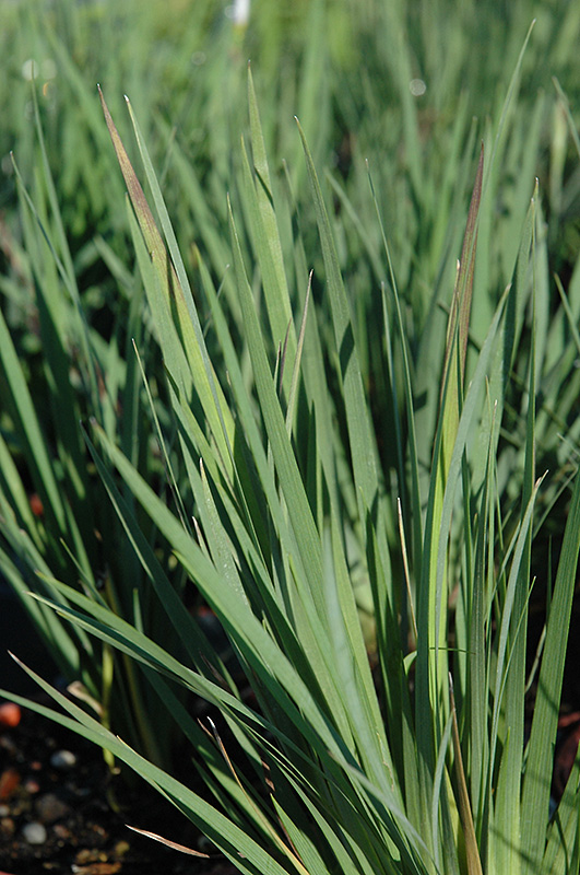 Lucerne Blue-Eyed Grass (Sisyrinchium angustifolium 'Lucerne') at Meadows Farms Nurseries