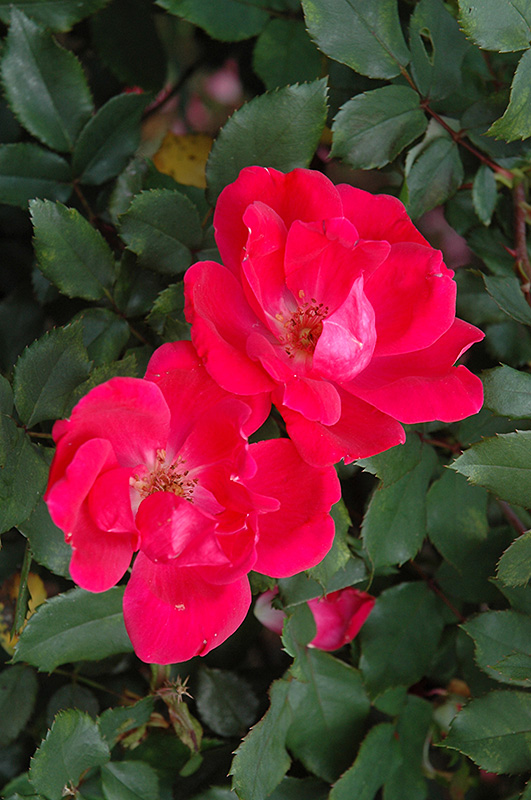 Red Knock Out® Rose (Rosa 'Red Knock Out') in Richmond Fairfax Loudoun