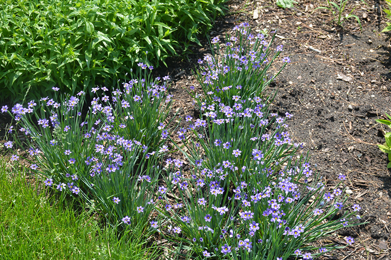 Lucerne Blue-Eyed Grass (Sisyrinchium angustifolium 'Lucerne') at Meadows Farms Nurseries