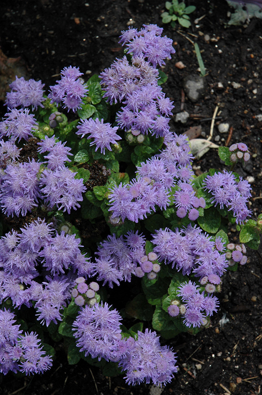 Blue Danube Flossflower (Ageratum 'Blue Danube') in Richmond Fairfax
