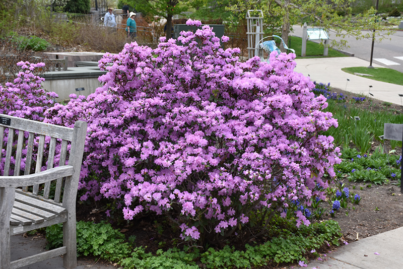 P.J.M. Rhododendron (Rhododendron 'P.J.M.') at Meadows Farms Nurseries