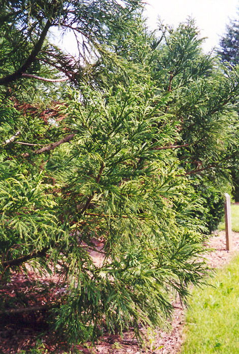 Japanese Cedar (Cryptomeria japonica) at Meadows Farms Nurseries