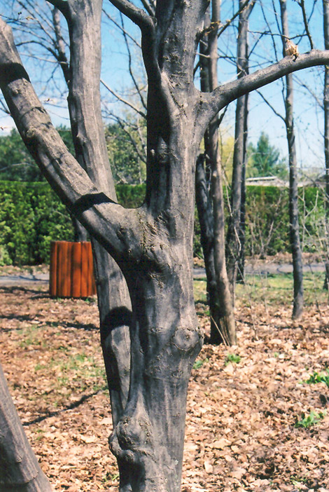 American Hornbeam (Carpinus caroliniana) at Meadows Farms Nurseries