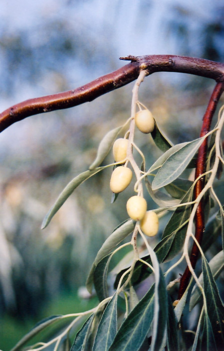Russian Olive (Elaeagnus angustifolia) at Meadows Farms Nurseries