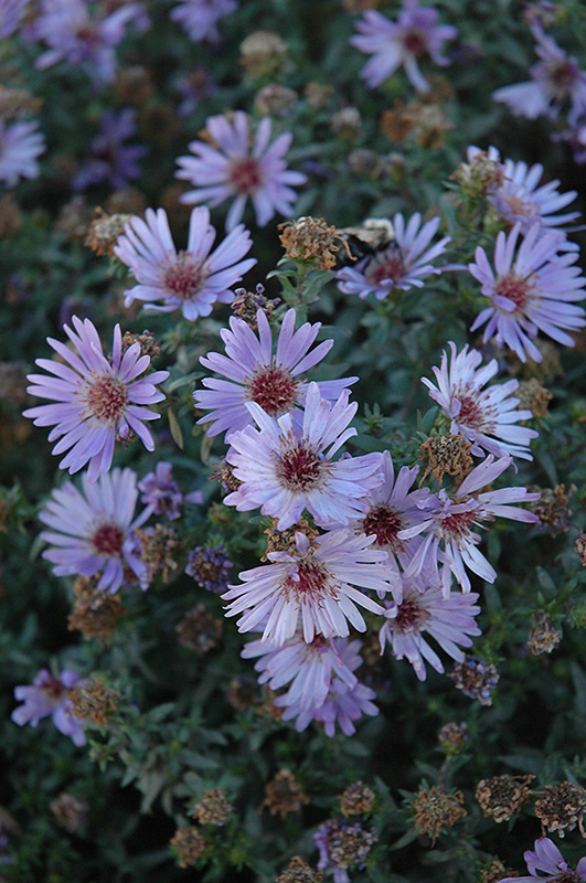 Woods Blue Aster (Aster 'Woods Blue') at Meadows Farms Nurseries