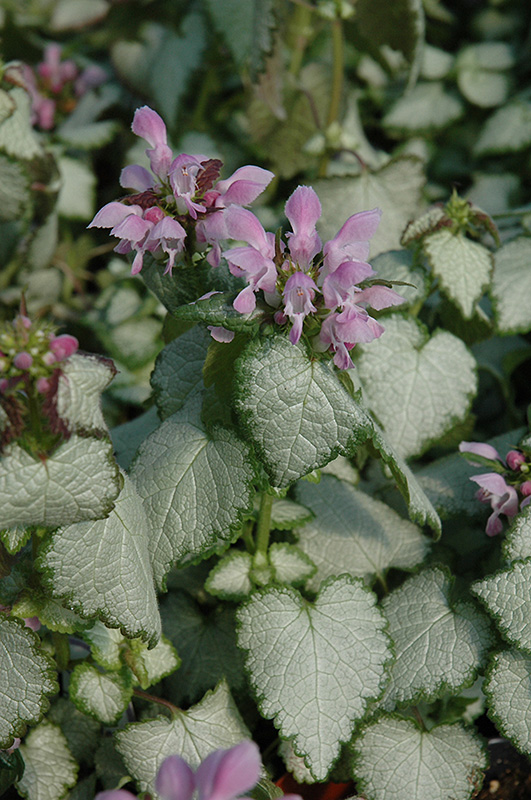 Pink Chablis Spotted Dead Nettle (Lamium maculatum 'Pink Chablis') in ...