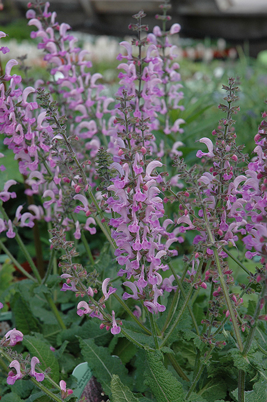 Pink Delight Sage (Salvia pratensis 'Pink Delight') at Meadows Farms Nurseries
