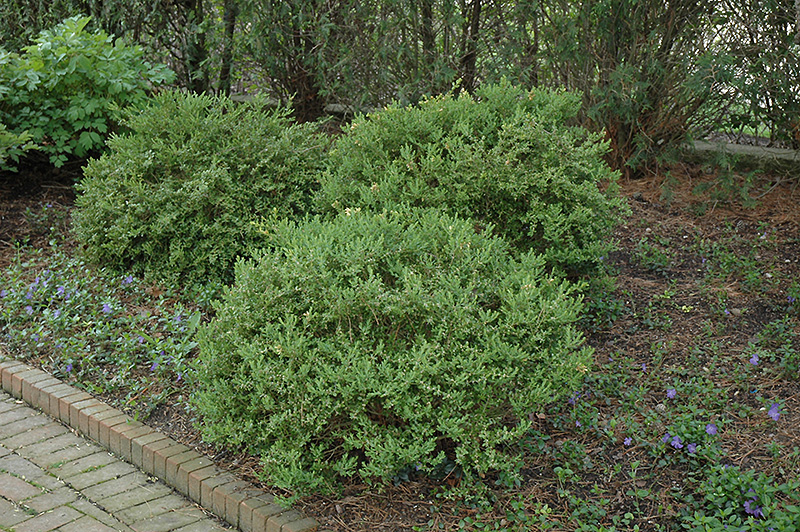 Shrub Starter Plant Lot of 8 Boxwood Wintergreen Buxus Microphylla