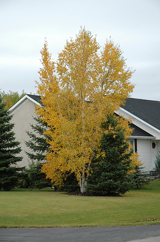 clump paper birch betula papyrifera 'clump' in