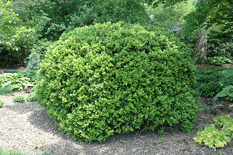 japanese-boxwood-buxus-microphylla-var-japonica-in-richmond