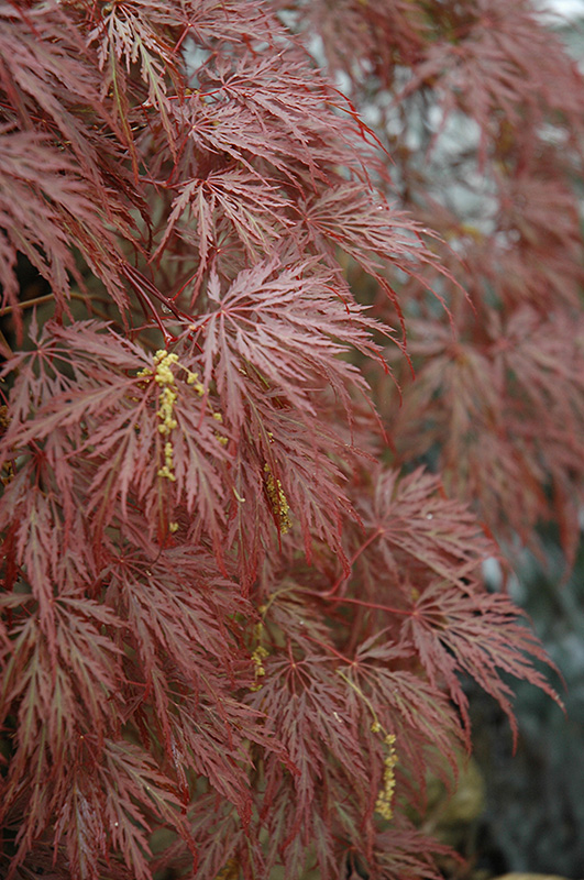 Inaba Shidare Cutleaf Japanese Maple (Acer palmatum 'Inaba Shidare') at Meadows Farms Nurseries