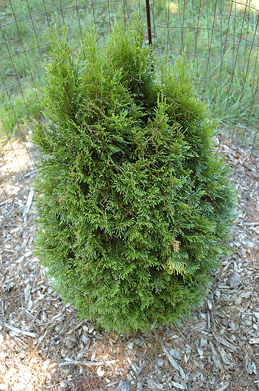 Globe Western Arborvitae (Thuja plicata 'Globosa') at Meadows Farms Nurseries