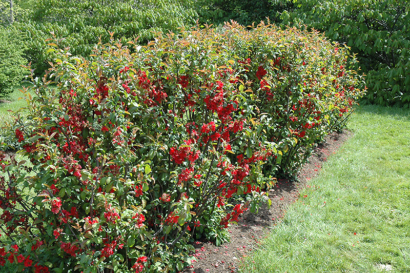 Crimson Beauty Flowering Quince (Chaenomeles x superba 'Crimson Beauty') at Meadows Farms Nurseries