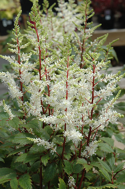 Rock And Roll Astilbe (Astilbe 'Rock And Roll') at Meadows Farms Nurseries
