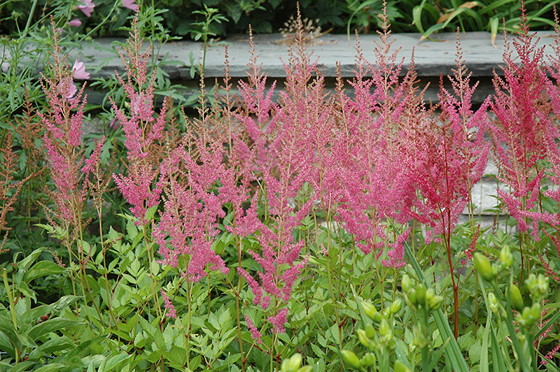 Visions in Pink Chinese Astilbe (Astilbe chinensis 'Visions in Pink') at Meadows Farms Nurseries
