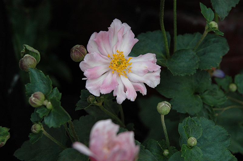 Queen Charlotte Anemone (Anemone x hybrida 'Queen Charlotte') at Meadows Farms Nurseries