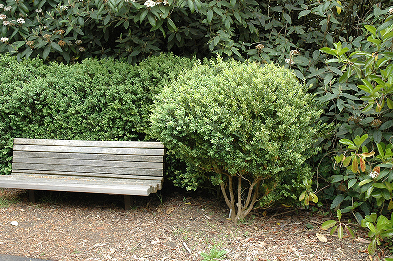 Common Boxwood (Buxus sempervirens) at Meadows Farms Nurseries