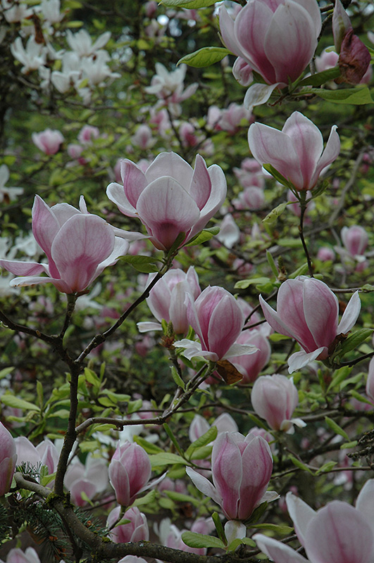Saucer Magnolia (tree form) (Magnolia x soulangeana '(tree