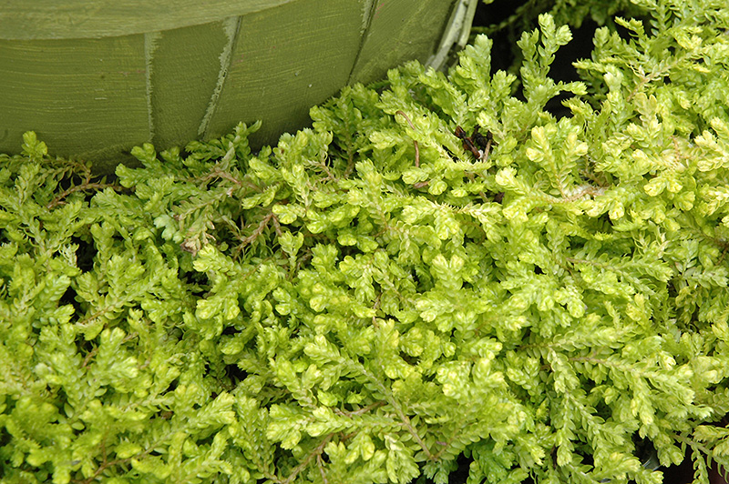 Golden Spikemoss (Selaginella kraussiana 'Aurea') in Richmond Fairfax