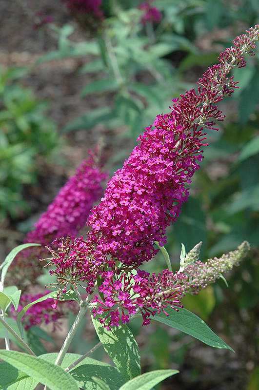Attraction Butterfly Bush (Buddleia davidii 'Attraction') at Meadows Farms Nurseries