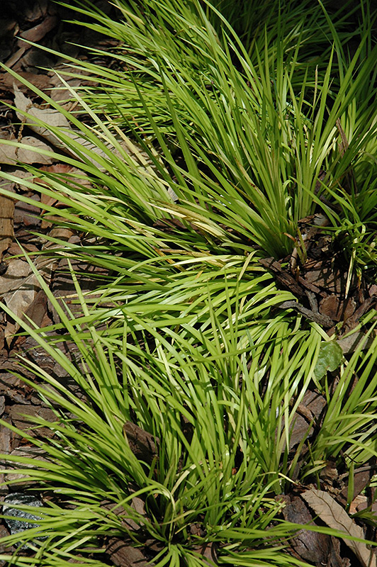 Grassy-Leaved Sweet Flag (Acorus gramineus 'Minimus Aureus') at Meadows Farms Nurseries