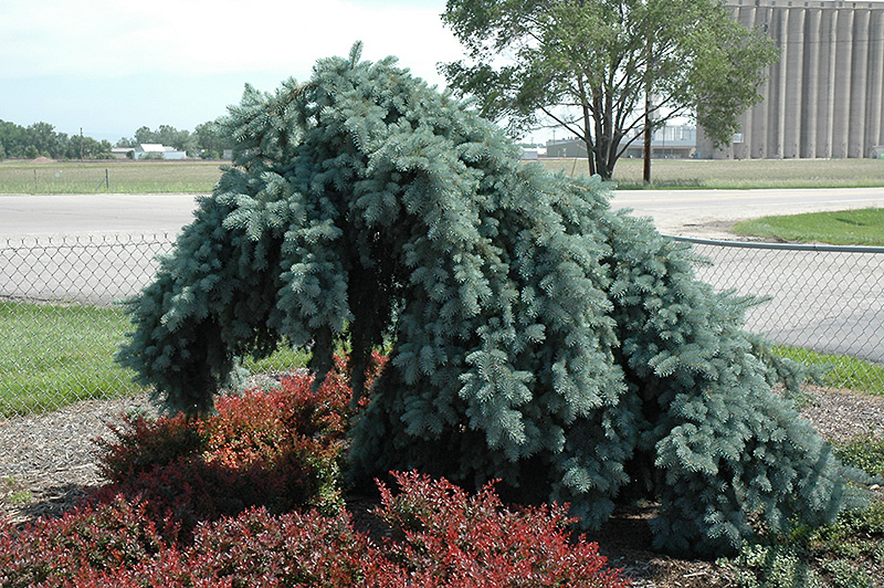 Weeping Blue Spruce (Picea pungens 'Pendula (tree form)') at Meadows Farms Nurseries