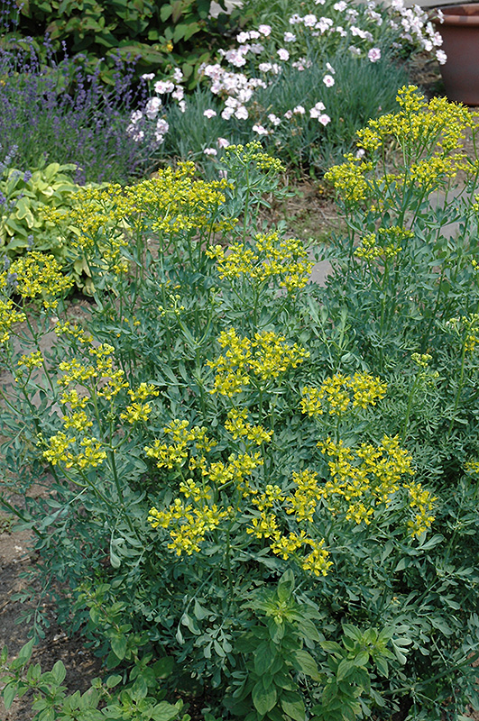 Rue Herb: How To Grow Rue