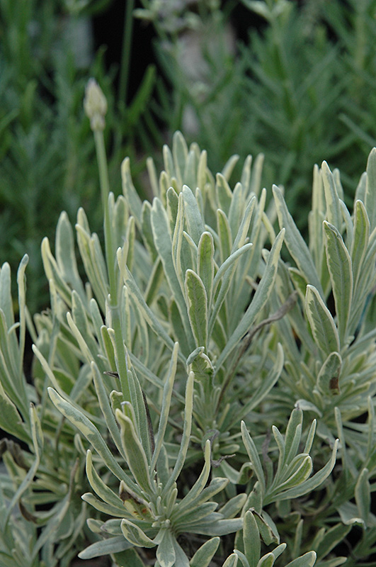 Silver Edge Lavender (Lavandula angustifolia 'Silver Edge') at Meadows Farms Nurseries