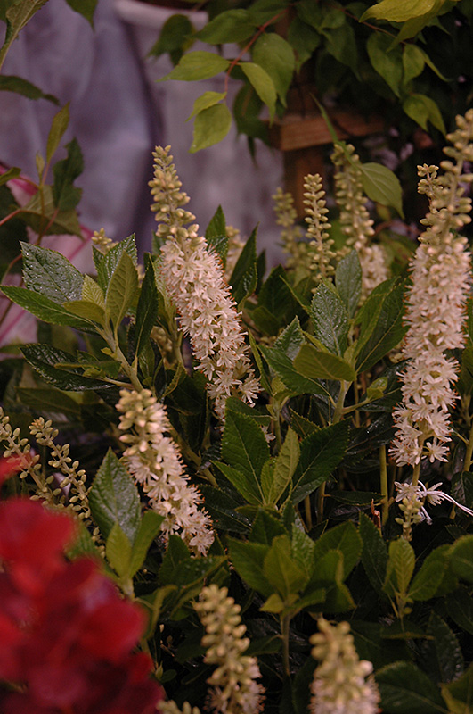Image of Clethra sixteen candles in a meadow