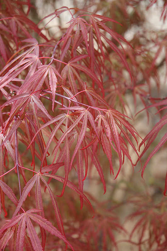 Ribbon-leaf Japanese Maple (Acer palmatum 'Atrolineare') at Meadows Farms Nurseries