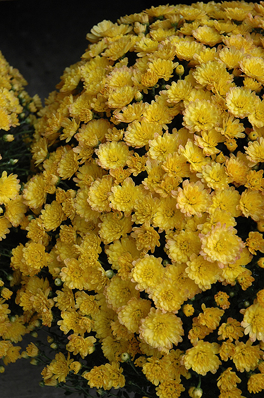Jacqueline Yellow Chrysanthemum (Chrysanthemum 'Jacqueline Yellow') at Meadows Farms Nurseries