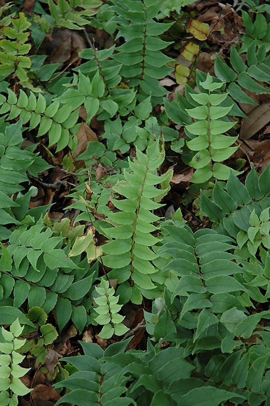 Japanese Holly Fern (Cyrtomium fortunei) at Meadows Farms Nurseries
