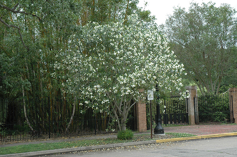 White Oleander (Nerium oleander 'Alba') in Richmond