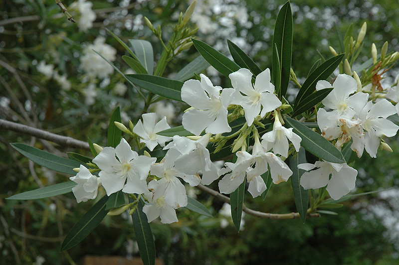 White Oleander (Nerium oleander 'Alba') in Richmond Fairfax Loudoun
