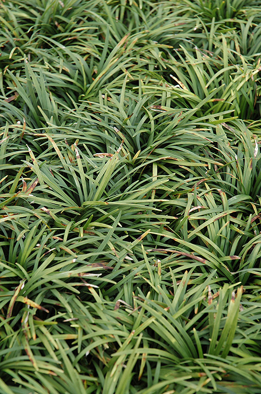 Dwarf Mondo Grass (Ophiopogon japonicus 'Nanus') at Meadows Farms Nurseries
