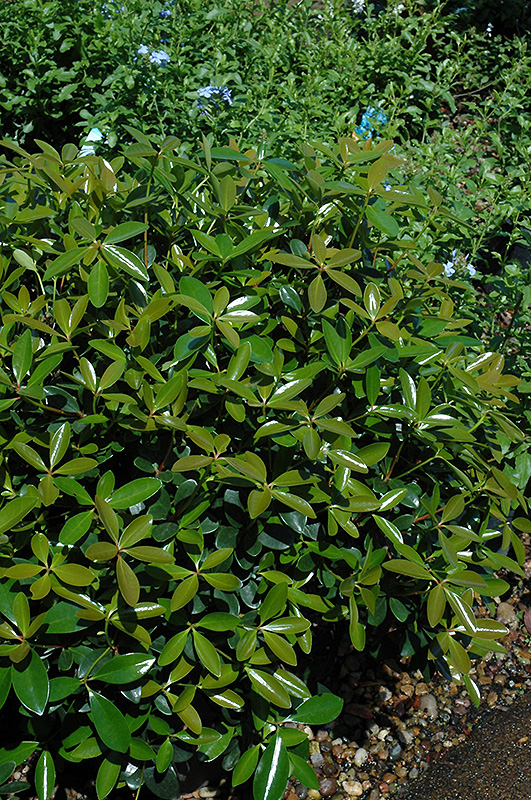 Bigfoot Cleyera (Ternstroemia gymnanthera 'Sotall') in