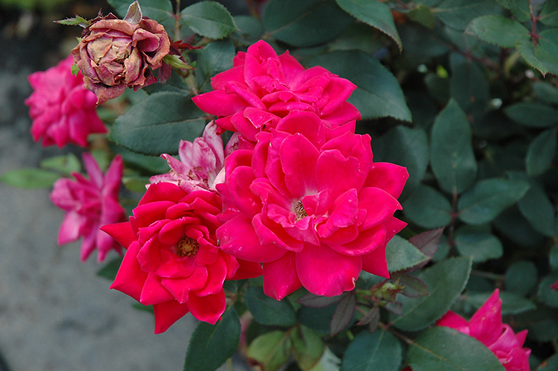 Knock Out Double Red Rose (Rosa 'Radtko') at Meadows Farms Nurseries