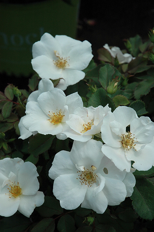 White Knock Out Rose (Rosa 'Radwhite') at Meadows Farms Nurseries