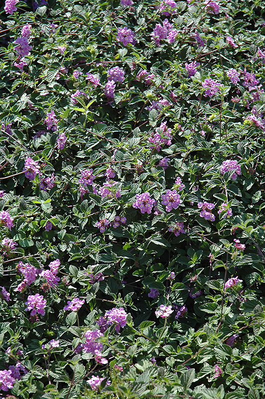 Purple Trailing Lantana (Lantana montevidensis) at Meadows Farms Nurseries