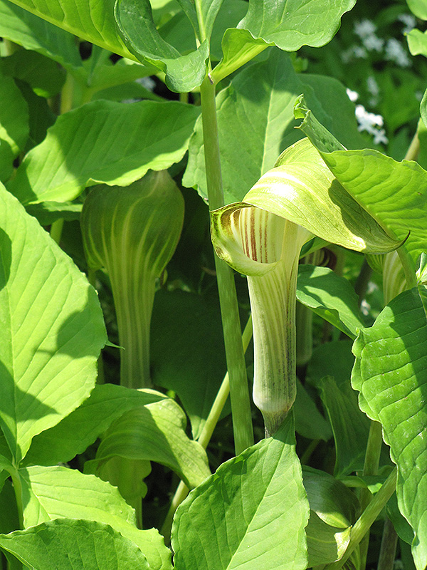 Green Japanese Jack-In-The-Pulpit (Arisaema triphyllum 'ssp. triphyllum') at Meadows Farms Nurseries