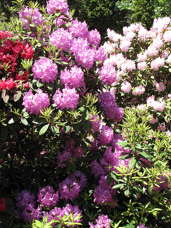 Boursault Rhododendron (Rhododendron catawbiense 'Boursault') at Meadows Farms Nurseries