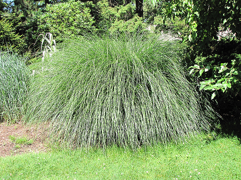 Yaku Jima Dwarf Maiden Grass (Miscanthus sinensis 'Yaku Jima') at Meadows Farms Nurseries