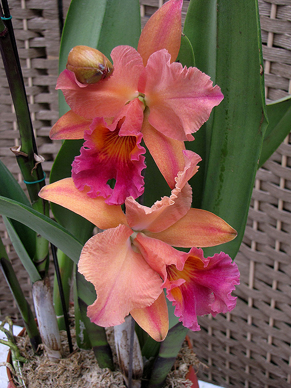 cattleya orchid york pasquesi flowers plants