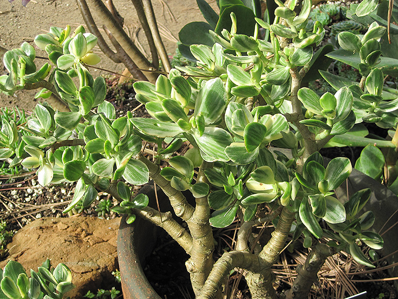 Plant care variegated jade