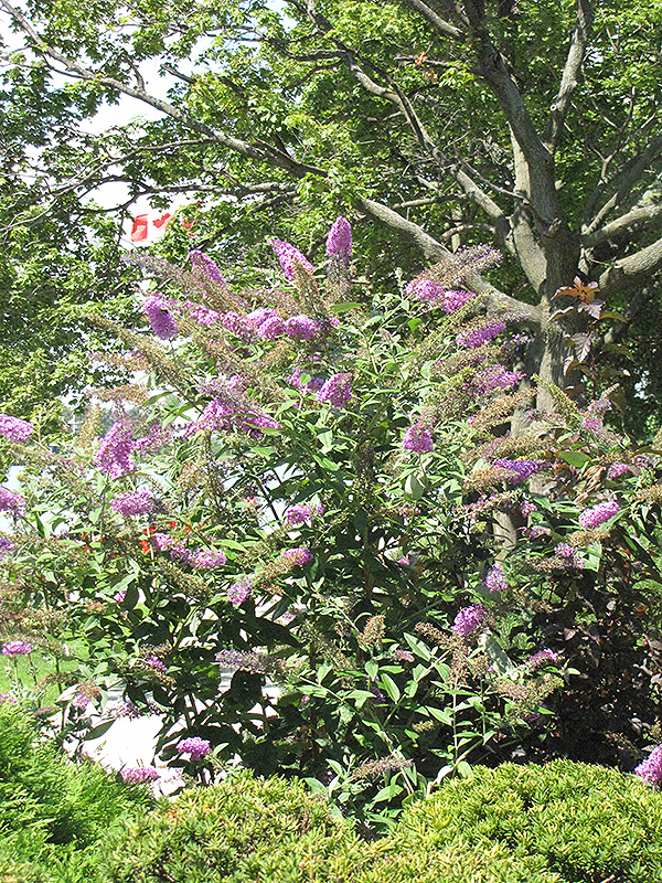 Pink Delight Butterfly Bush (Buddleia davidii 'Pink Delight') at Meadows Farms Nurseries