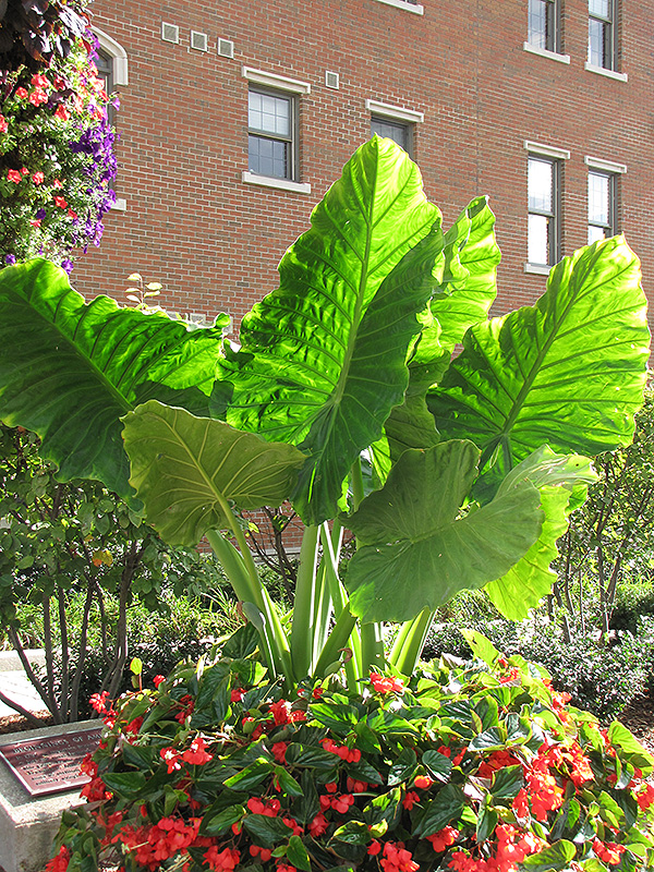 Thailand Giant Elephant Ear (Colocasia gigantea 'Thailand ...