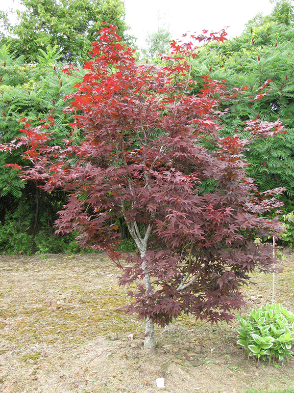 Red Emperor Japanese Maple (Acer palmatum 'Red Emperor') at Meadows Farms Nurseries